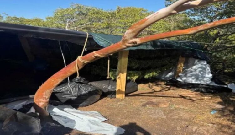 Zbulohen 1.1 ton marijuanë dhe arsenal armësh në Greqi – në pranga 6 shqiptarë, mes tyre gruaja 73-vjeçare