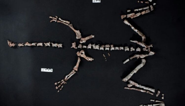 Zbulohet një nga dinosaurët më të vjetër në botë në Andet argjentinase