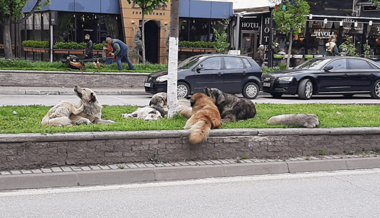 Zgjidhje humane për qentë endacak në Karposh