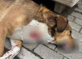 Dy persona të ndaluar në Vrapçisht për organizim të luftimeve të qenve