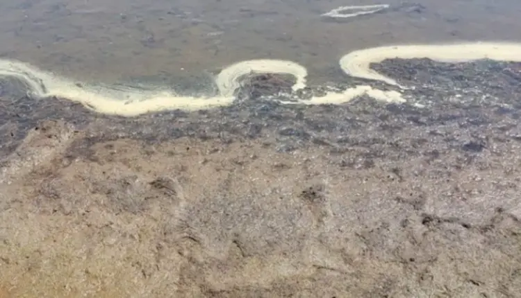 Ndotja në Liqenin e Prespës është alarmante