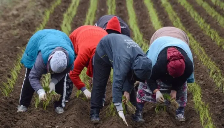 Mbështetje financiare për bujqësinë: Hapet thirrja për pagesa direkte shtesë