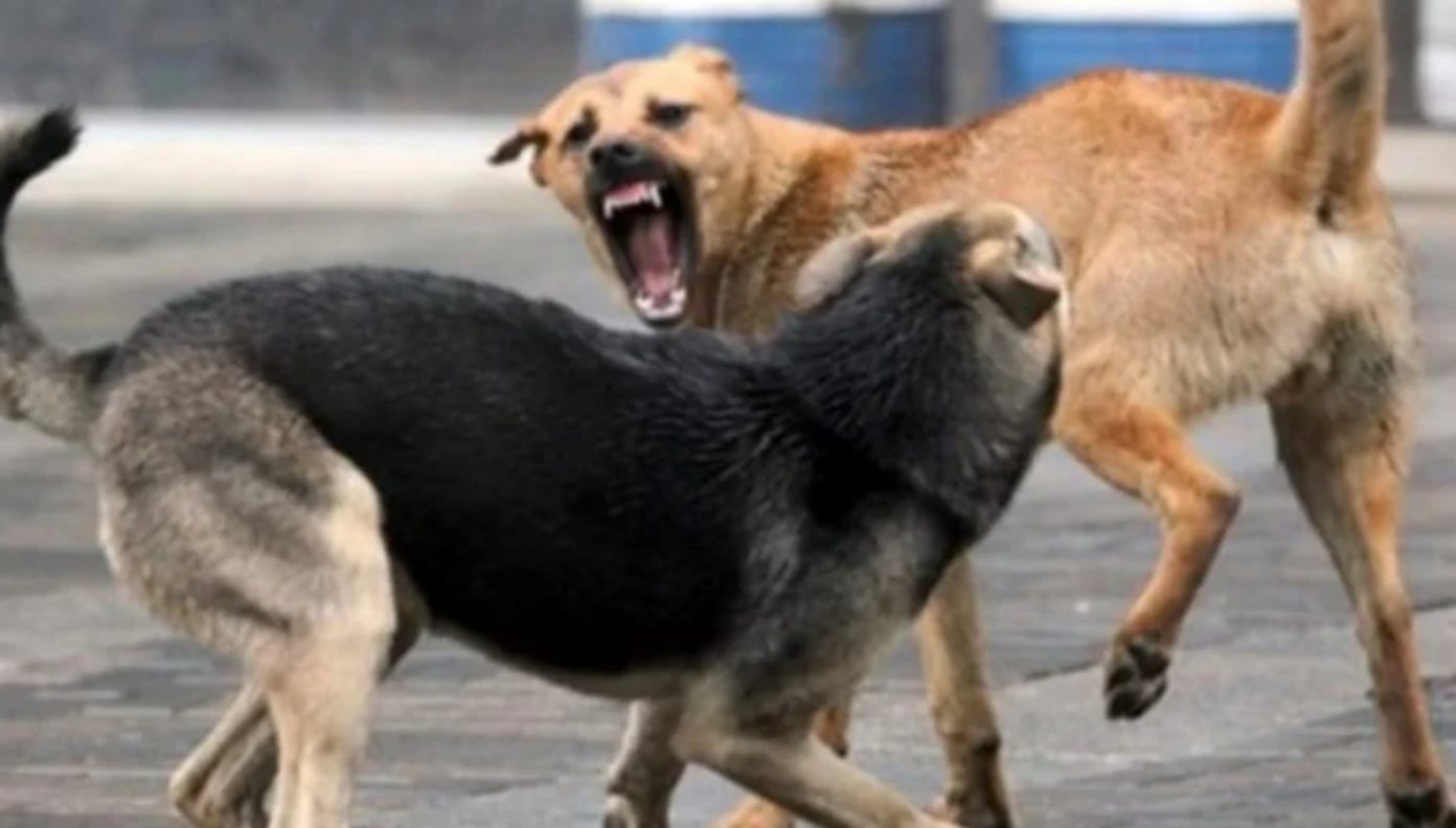 Katër persona do të ndiqen penalisht për organizim të përleshjeve me qen