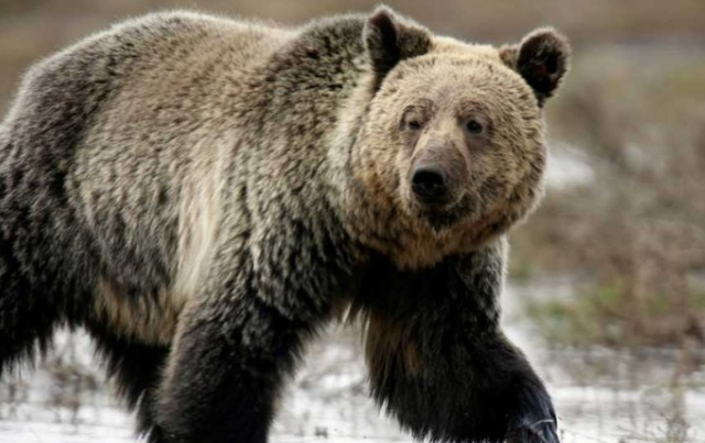 Ariu sulmon grupin e nxënësve dhe mësuesve  11 të lënduar në Kanada