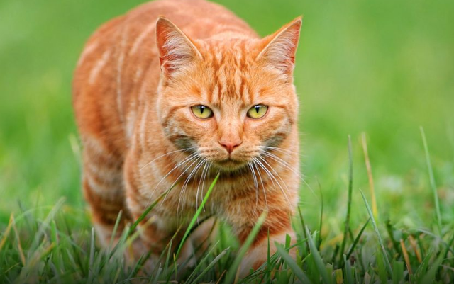 Macet mund të jenë krijesat më të përsosura biologjikisht që ekzistojnë