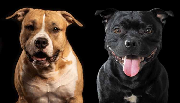 Qeni “American Staffordshire” i shtetasit të Kosovës lëndoi rëndë qenin “Pit Bull” të shtetasit grek, Prokuroria me detaje rreth betejave ilegale për qen në Maqedoni