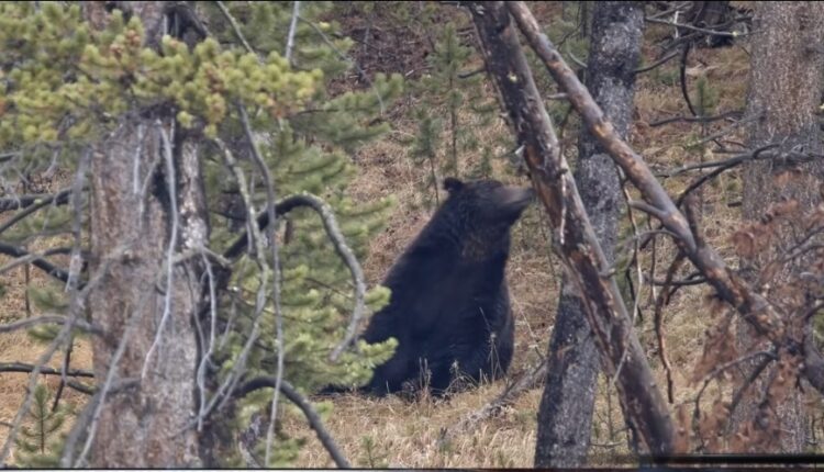 Ariu sulmoi një person në Dollnen, i lënduar rëndë dërgohet në qendrën klinike në Shkup