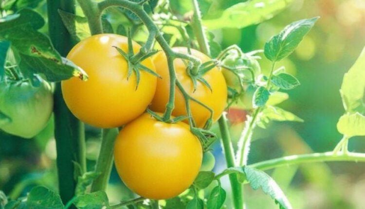 Pse janë disa domate të verdha? Zgjidhet misteri