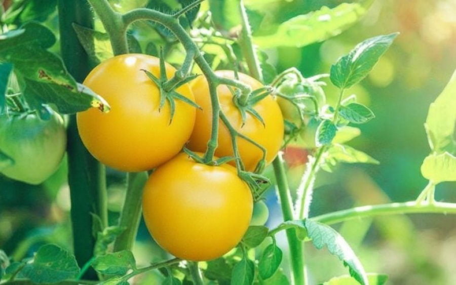 pse-jane-disa-domate-te-verdha-zgjidhet-misteri