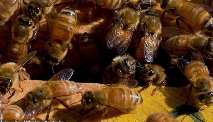 Helmi i bletës mund të shërojë kancerin e gjirit