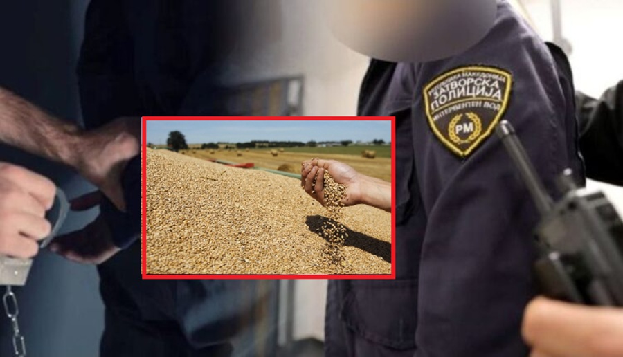 Keqpërdoruan 2 000 ton drithë  MPB dhe Prokuroria me detaje për arrestimin e pesë ish zyrtarëve