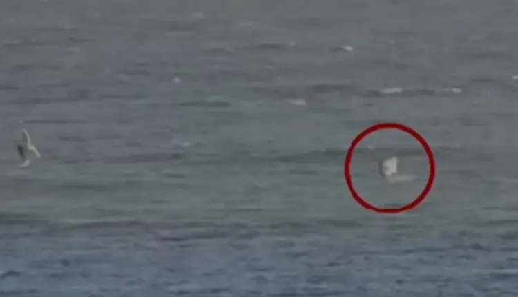 Surfisti australian sulmohet nga peshkaqeni, shpëton mrekullisht – kamera regjistroi gjithçka (VIDEO)