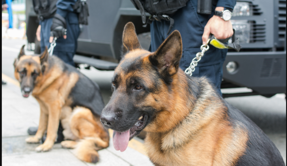 Qeni nuhatës zbulon 128 kg hashash në Aeroportin e Cyrihut