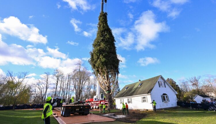 Një bredh 100-vjeçar nga Nju Jorku do të dekorojë Qendrën Rockefeller për Krishtlindje, historia e tij prekëse