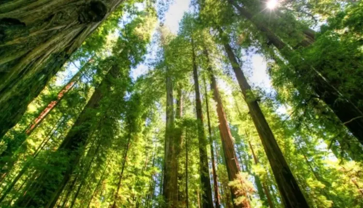 Ndërmarrja Publike “Pyjet Kombëtare”, ESHR: 259 persona në që të ishin në terren, qëndronin në zyrë