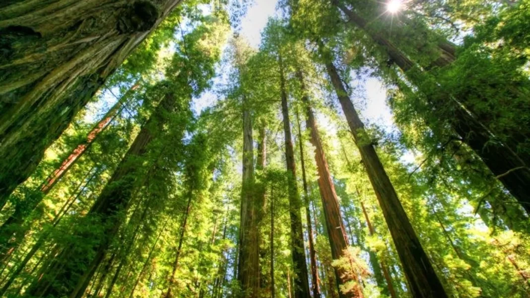 Ndërmarrja Publike  Pyjet Kombëtare   ESHR  259 persona në që të ishin në terren  qëndronin në zyrë