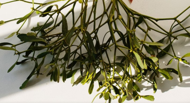 Veshtulla  Nga tradita romantike te fuqitë mjekësore dhe roli i saj kyç në natyrë