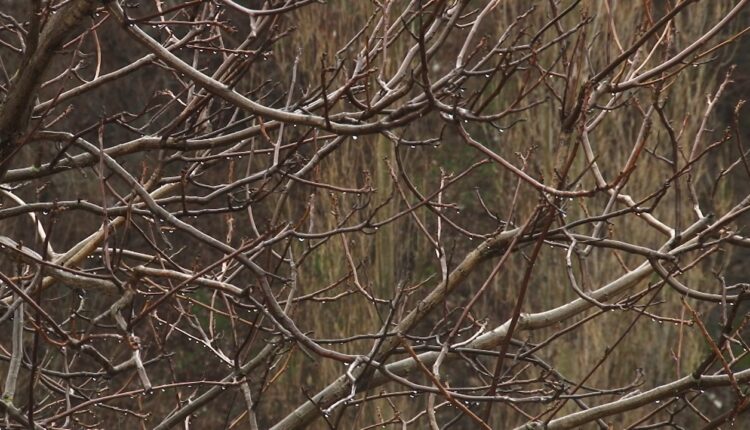 Moti me vranësira dhe reshje lokale të shiut