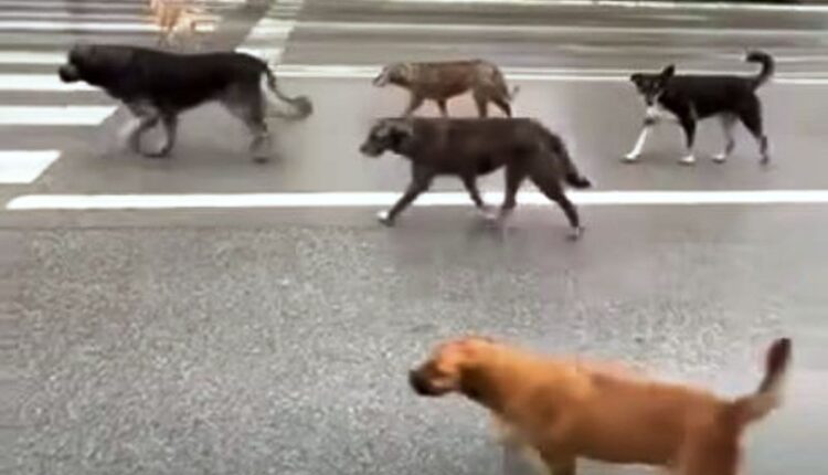 Dy sulme për 24-orë nga qentë endacakë në Pejë, një i mitur pëson lëndime