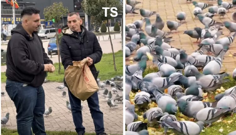 5 vite humanizëm: Kuzhinieri që çdo ditë ushqen pëllumbat e Tetovës (VIDEO)