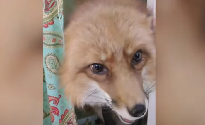 Vaksinat kundër tërbimit për dhelprat dhe mishngrënësit e egër do të shpërndahen në pyje