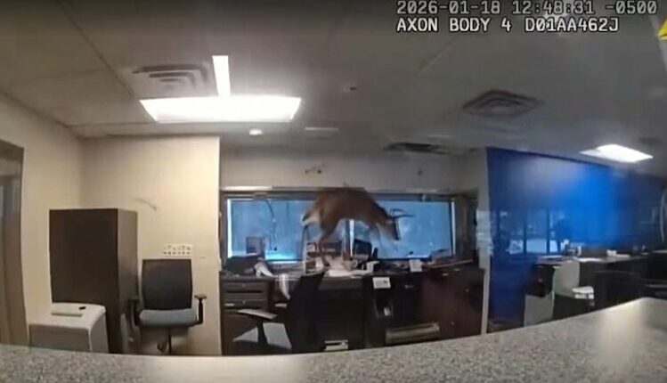 Incident i pazakontë! Dreri thyen dritaren dhe hyn në një bankë (VIDEO)