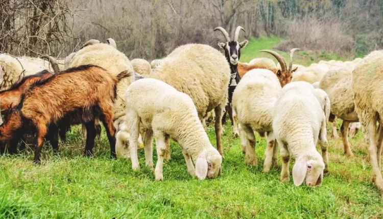 Kosova ndalon importin e deleve dhe dhive nga Maqedonia e Veriut