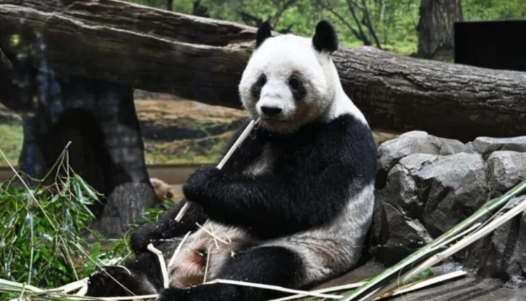 Lot dhe emocione në Japoni, pandat e fundit kthehen në Kinë mes tensioneve politike