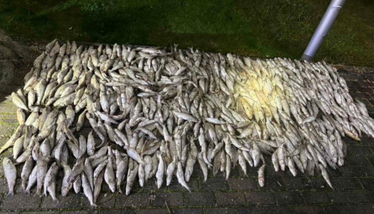 Arrestohen dy peshkatarë në Ohër! Policia sekuestroi 106 kg peshk dhe 6 rrjeta peshkimi