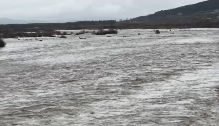 Prurjet në Shushicë arrijnë nivelin maksimal, lumi del nga shtrati në disa zona