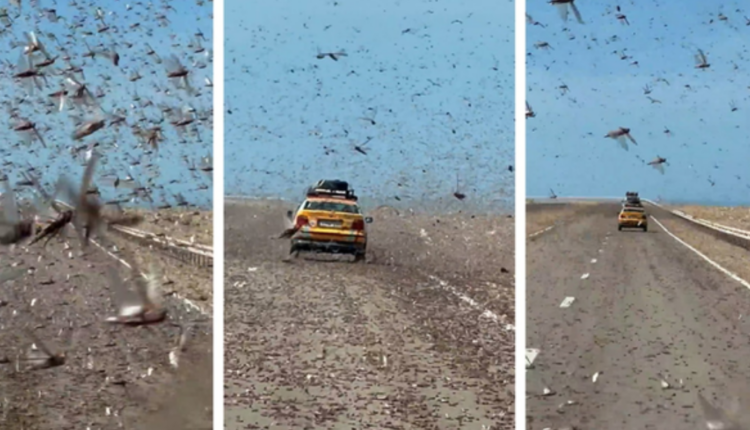 Panik për shoferët në Sahara, tufa karkalecash “pushtojnë” rrugën (VIDEO)