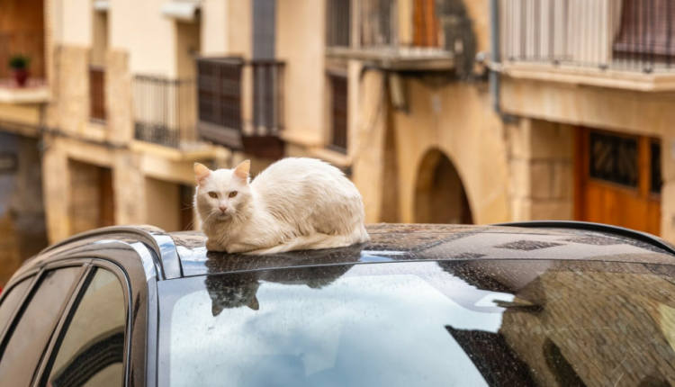 Arsyet pse i shohim macet shpesh të ulura mbi makina