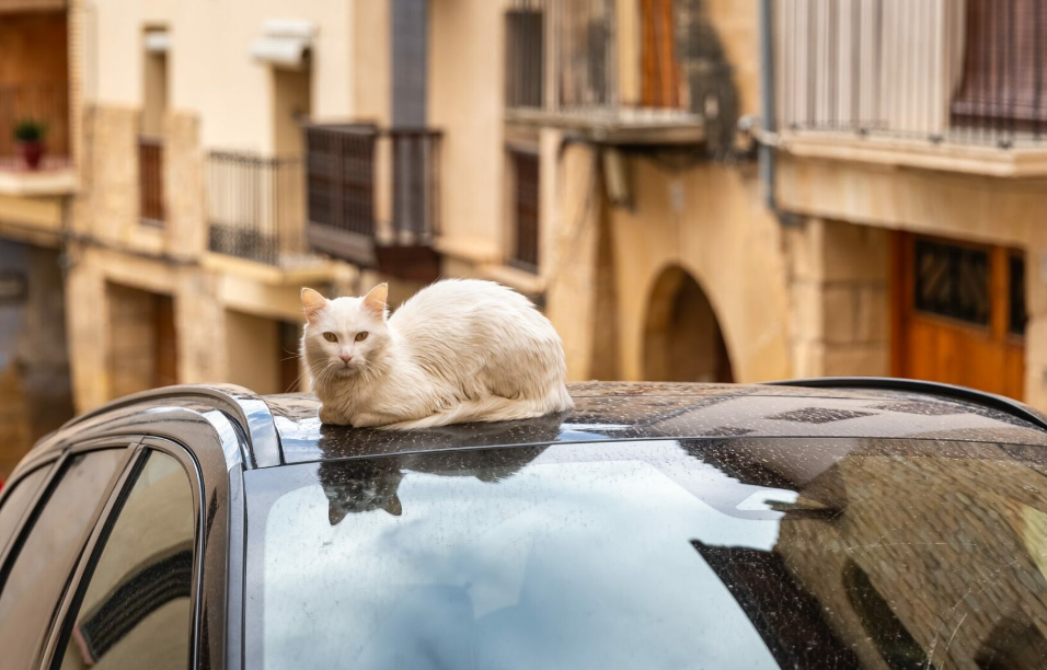 arsyet-pse-i-shohim-macet-shpesh-te-ulura-mbi-makina