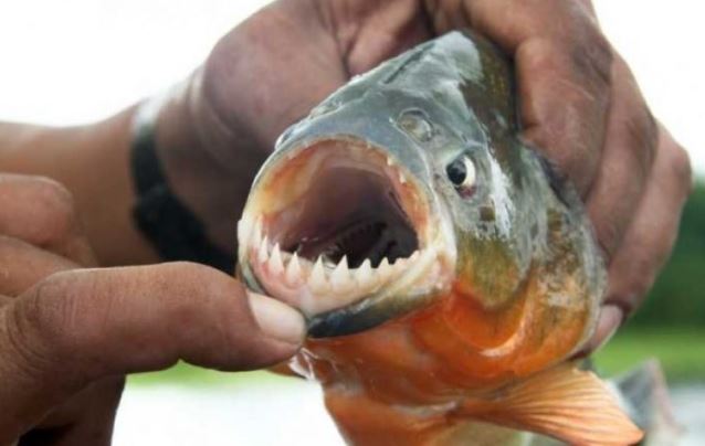 Piranjat sulmojnë disa persona në një plazh në Argjentinë  40 të plagosur