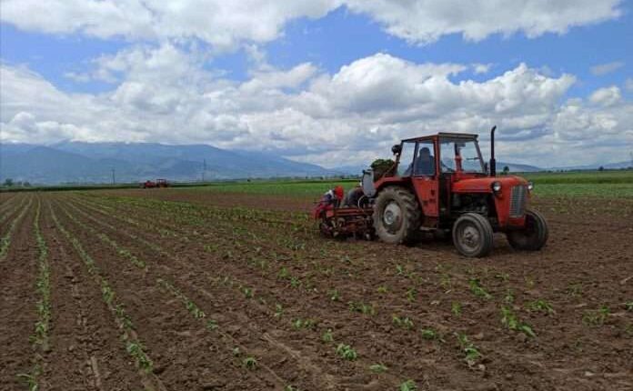 Bujqit paralajmërojnë rritje të çmimeve të produkteve bujqësore në Maqedoni