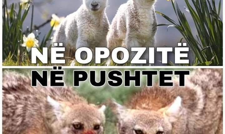 Qengjat dhe ujqit tanë të politikës!