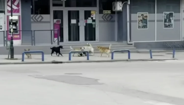 Kumanovarët të rrezikuar nga qentë endacak, komuna nuk ka mjete për ndërtimin e strehimores
