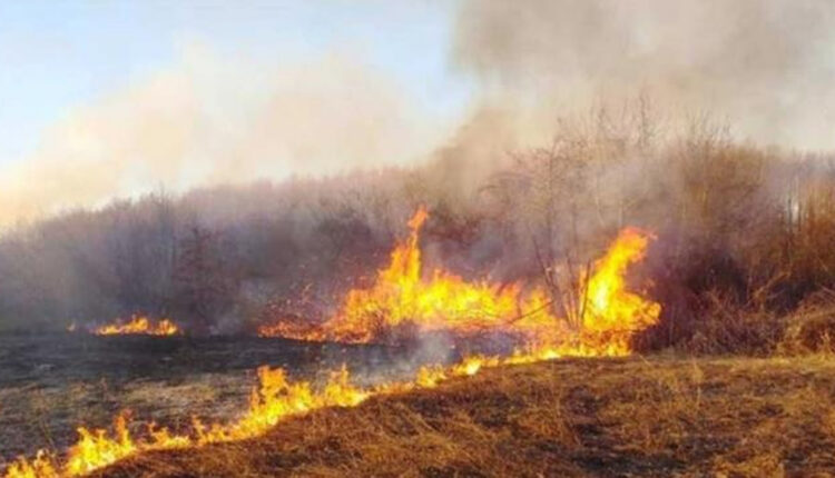 Privohet nga liria një person nga rrethina e Strugës, u kap gjatë tentimit për t’i vënë flakën barit dhe shkurreve të thata, vijon kallëzimi