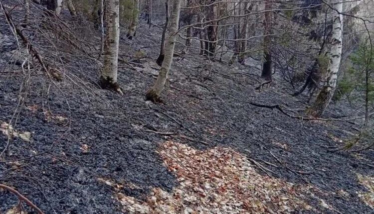 Zjarr i madh në parkun nacional “Mavrova”