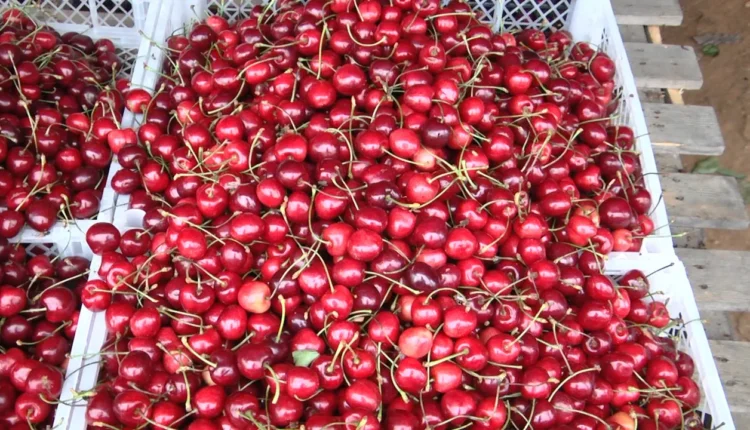 Çmime të larta të frutave në tregje, qershitë arrijnë deri në 400 denarë