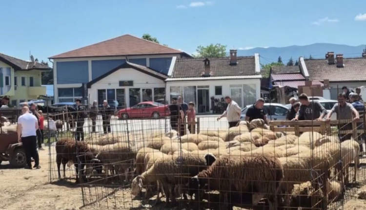 Nis shitja e kurbanëve! Çmimet lëvizin nga 200 deri në 400 euro