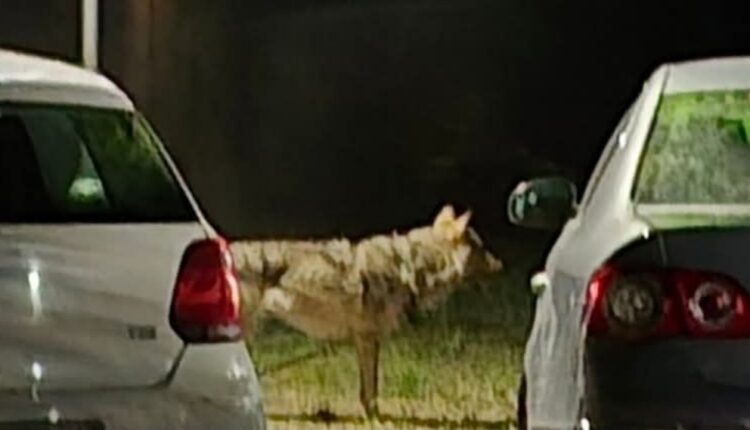Ngjarje e pazakontë në Shkup: Policia kap ujkun në mes të qytetit dhe e lidhin për një shtylle, pritet ekipi i Kopshtit Zoologjik