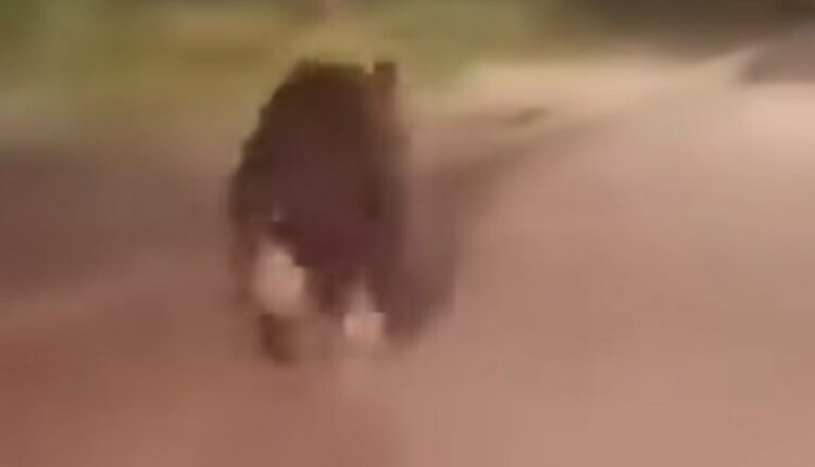 Ariu shëtitet lirshëm nëpër rrugët e Manastirit, tmerrohen banorët (VIDEO)