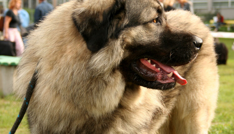 Ndryshime të reja ligjore në Maqedoni: Kafshët shtëpiake do të duhet të sterilizohen dhe mbarështimi do të ndalohet