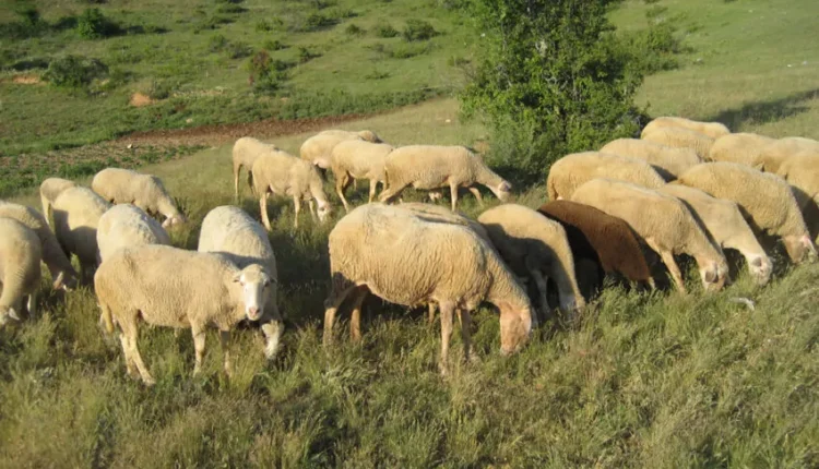 Konfirmohet lija e deleve në Suharekë, AUV-i merr masa urgjente në të gjithë vendin