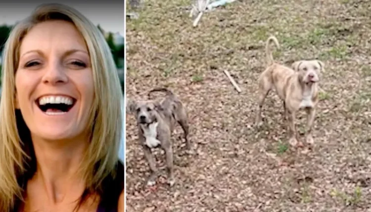 Fundi tragjik! 50-vjeçarja tentoi të shpëtonte qenin e saj, por u sulmua nga dy pitbullë. Ndërron jetë në spital