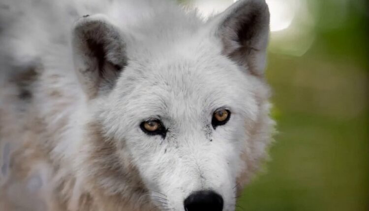 Skandal në Kopshtin Zoologjik të Shkupit: Ujqërit e bardhë arratisen nga kafazi, mbysin katër kengurë dhe disa shpend të tjerë