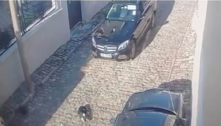 Tentoi të përplaste qëllimisht me makinë qenin në rrugë, policia e Korçës shpall në kërkim drejtuesin e mjetit
