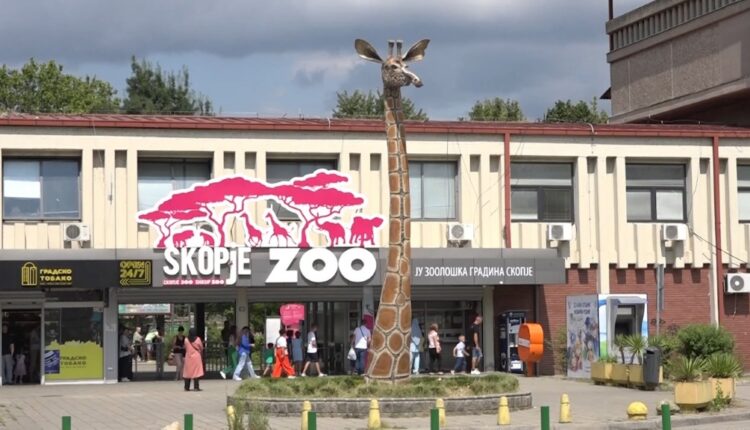 Arratisja e ujqërve në Kopshtin Zoologjik Shkup, kërkohet mbyllja dhe inspektimi i tij