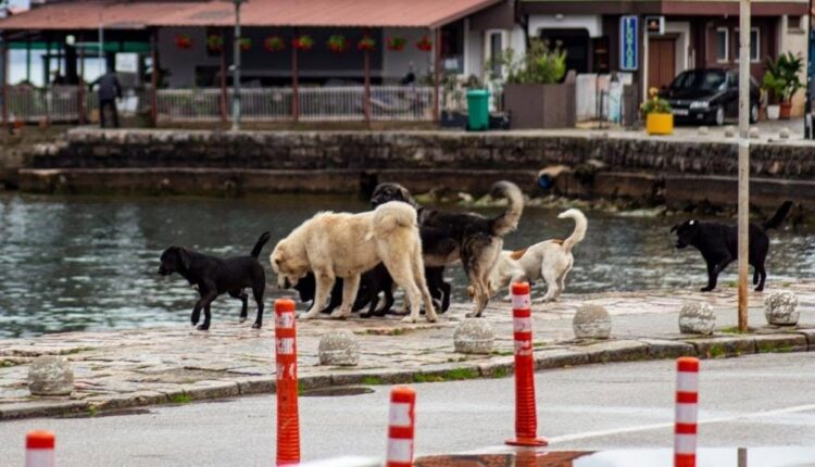 Struga pa strehimore për qentë endacakë! Përplasje mes komunës dhe këshilltarëve